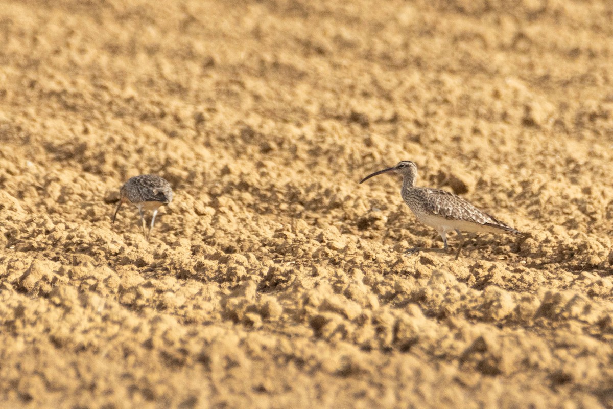 Whimbrel - Alejandro Sanz