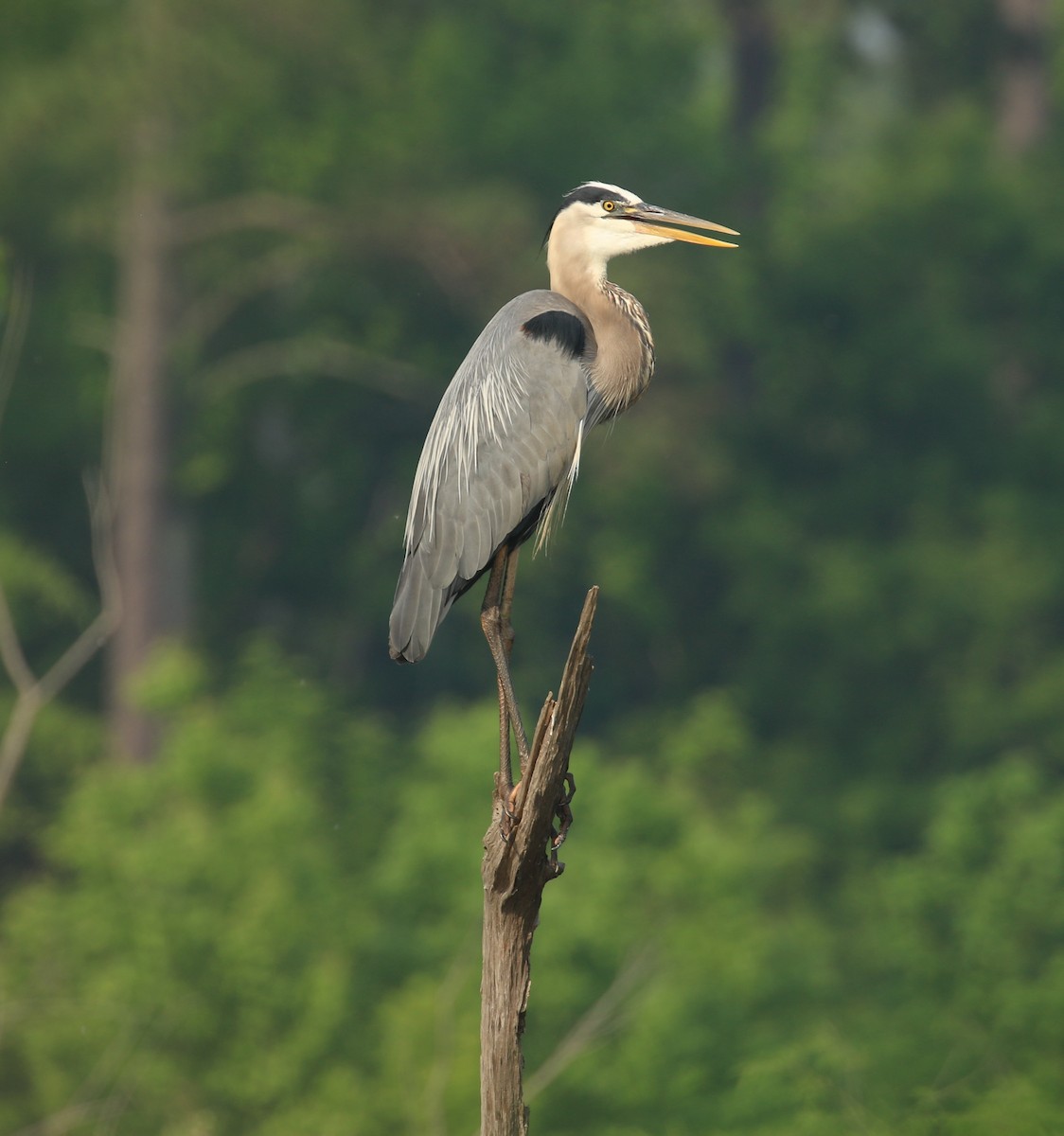 Great Blue Heron - Sujata roy