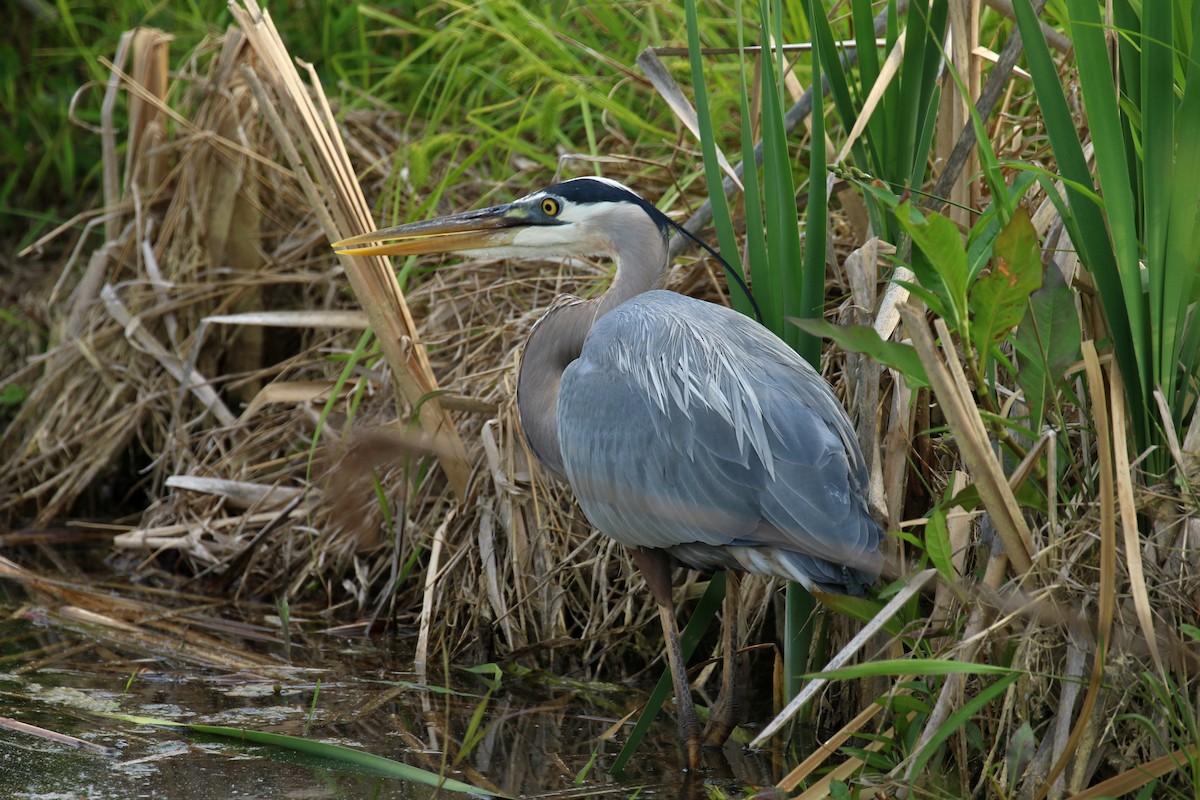 Garza Azulada - ML618510057