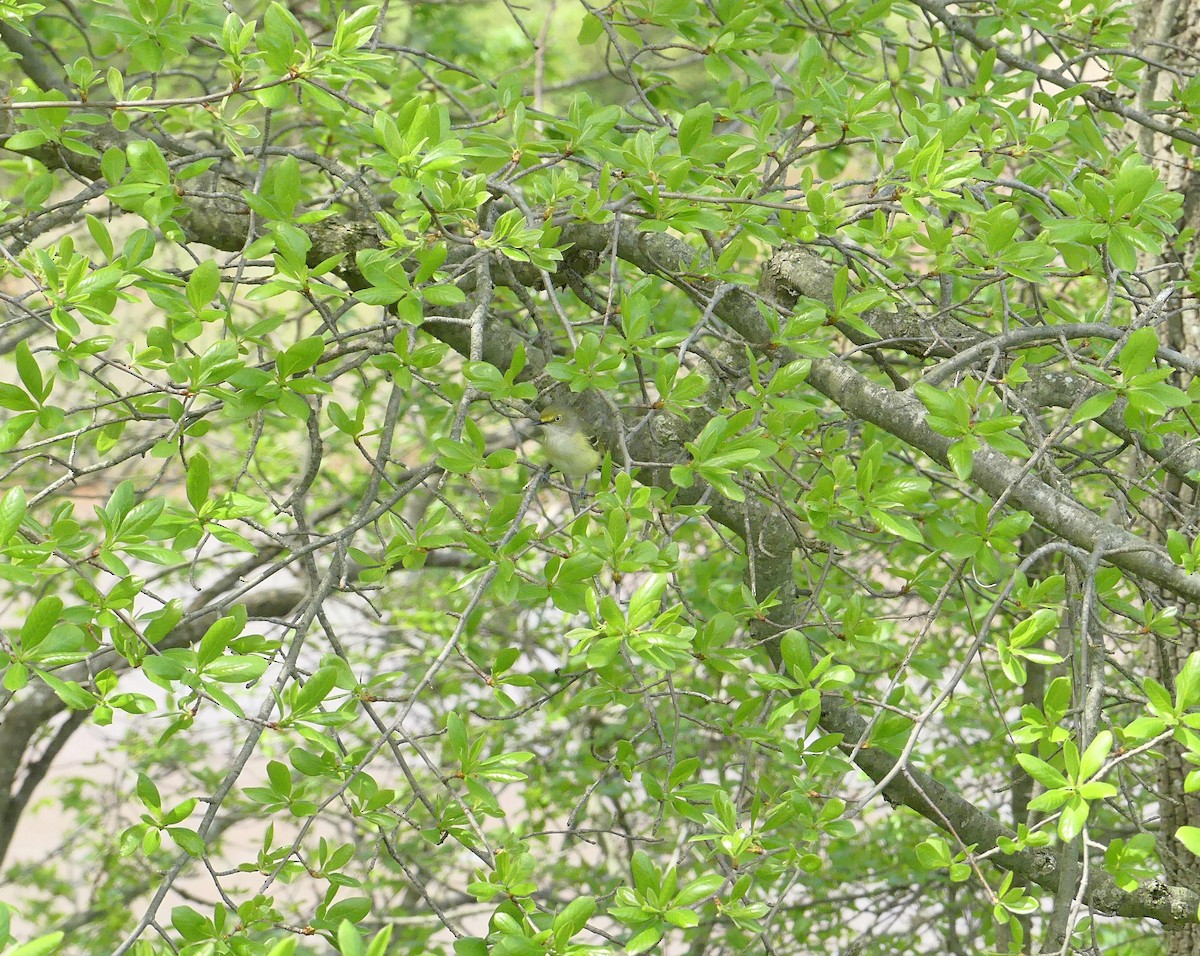 White-eyed Vireo - amy pickering