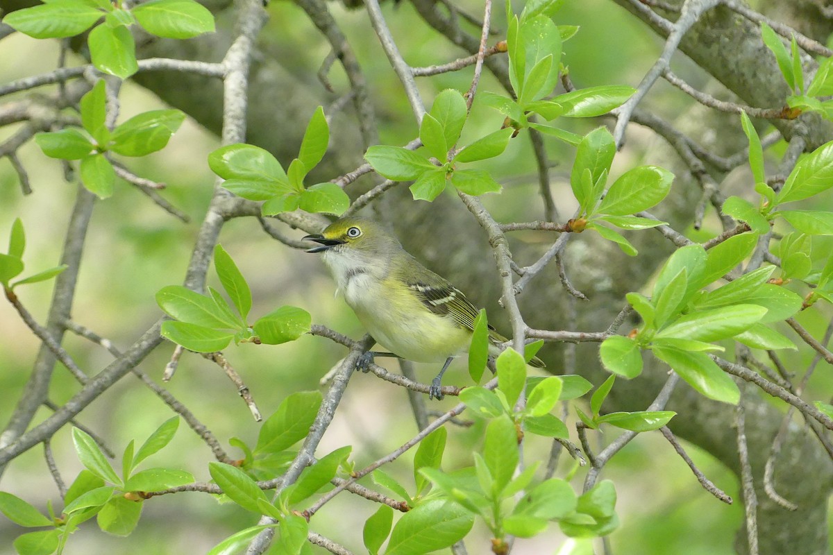 White-eyed Vireo - amy pickering