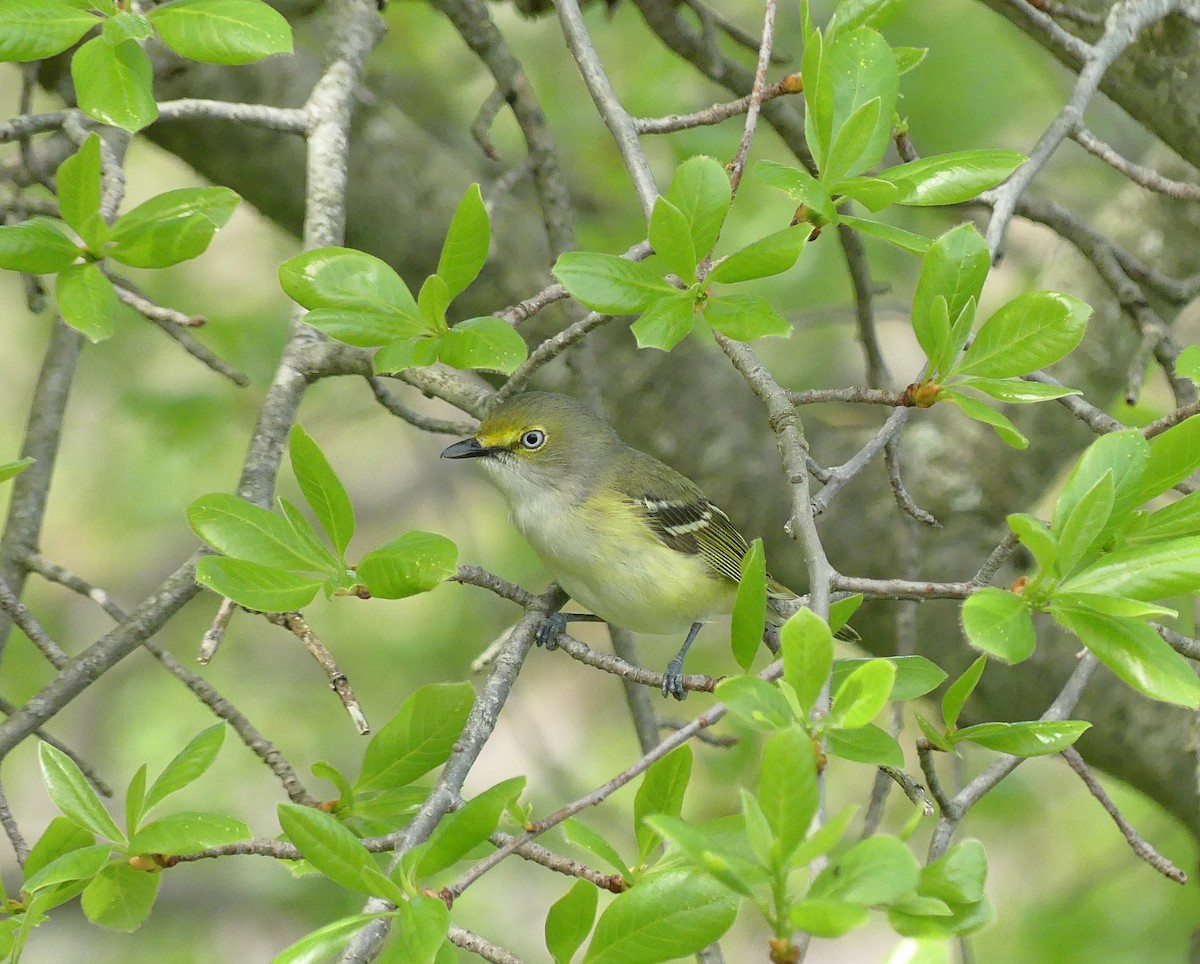 Ak Gözlü Vireo - ML618510073