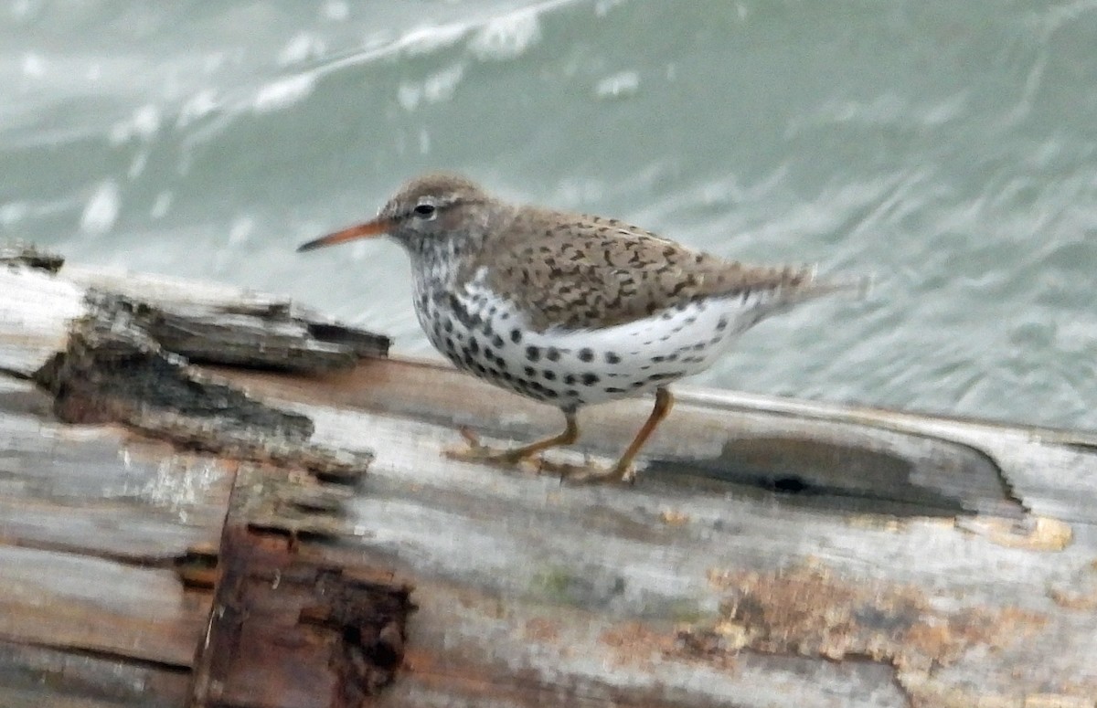 Spotted Sandpiper - Jock McCracken