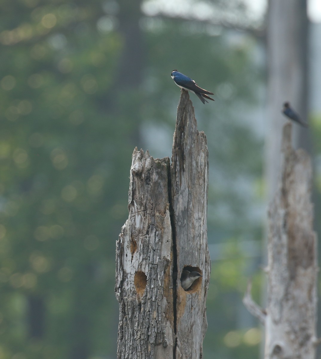 Tree Swallow - ML618510083