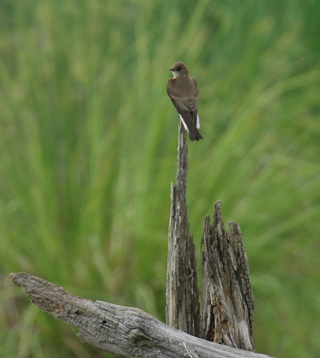 Northern Rough-winged Swallow - Sujata roy