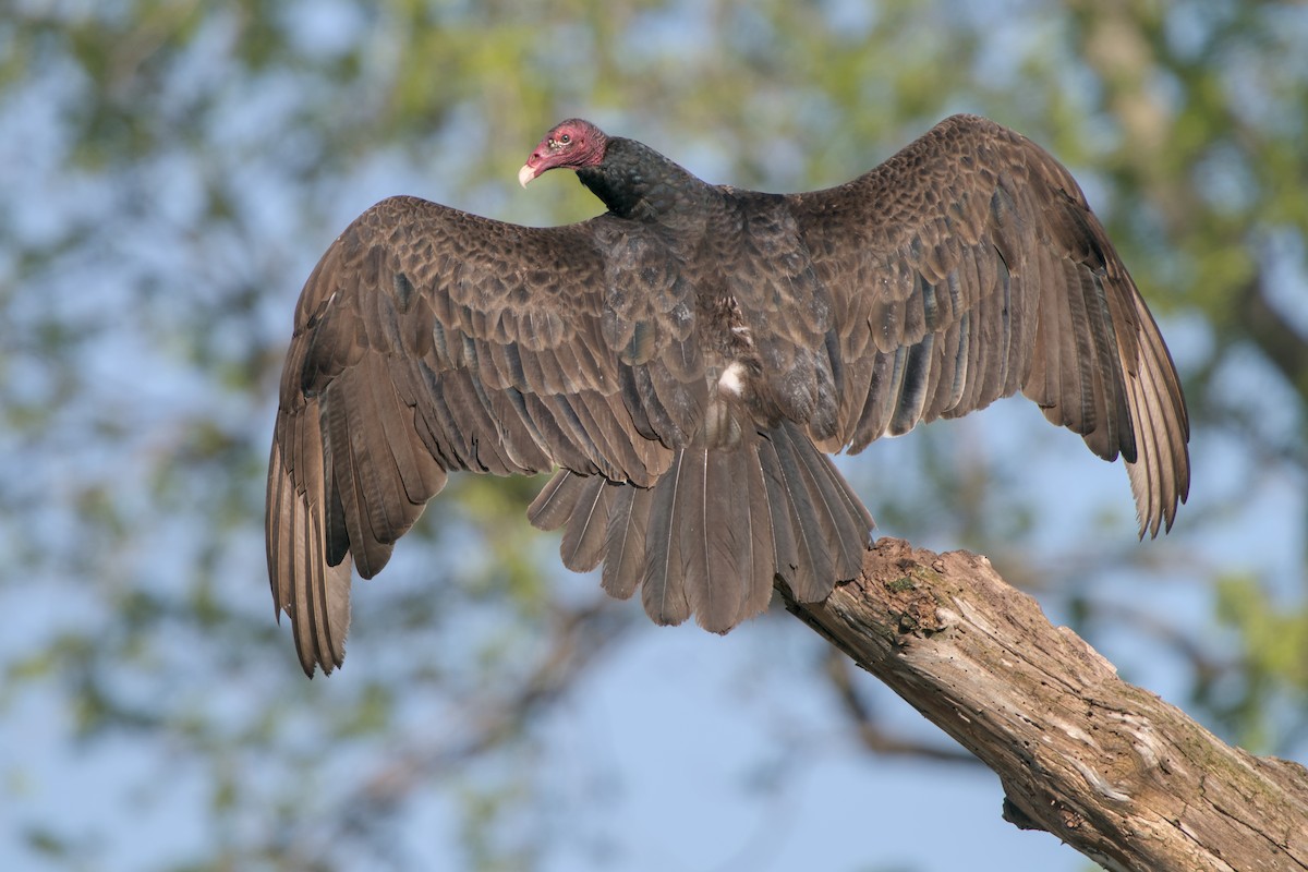 Turkey Vulture - ML618510100