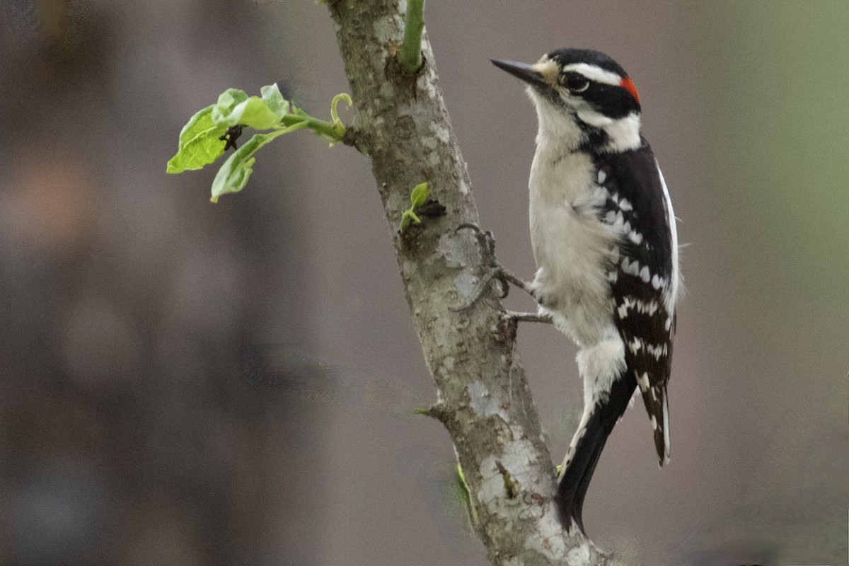 Downy Woodpecker - Debbie Metler