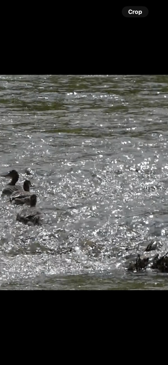 Red-breasted Merganser - Kristin Diekmeyer