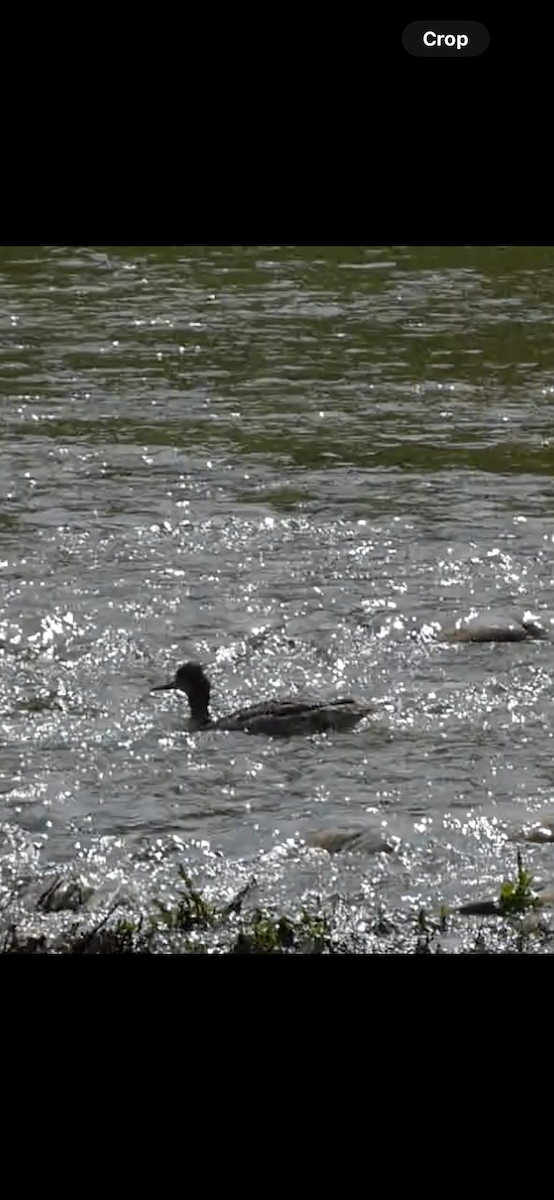 Red-breasted Merganser - Kristin Diekmeyer