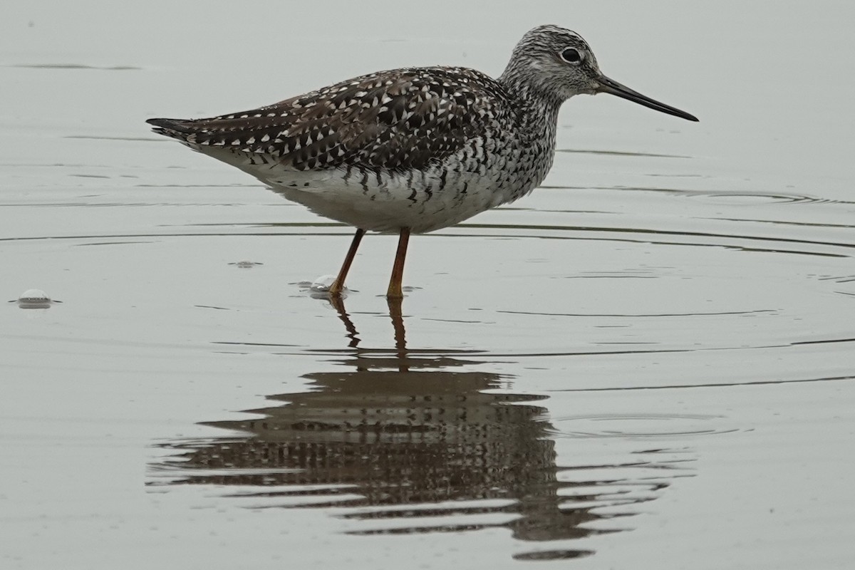 Greater Yellowlegs - gretchen buxton