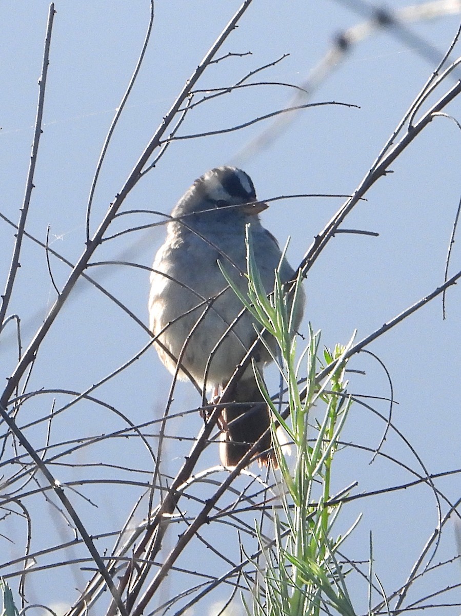 White-crowned Sparrow - ML618510154