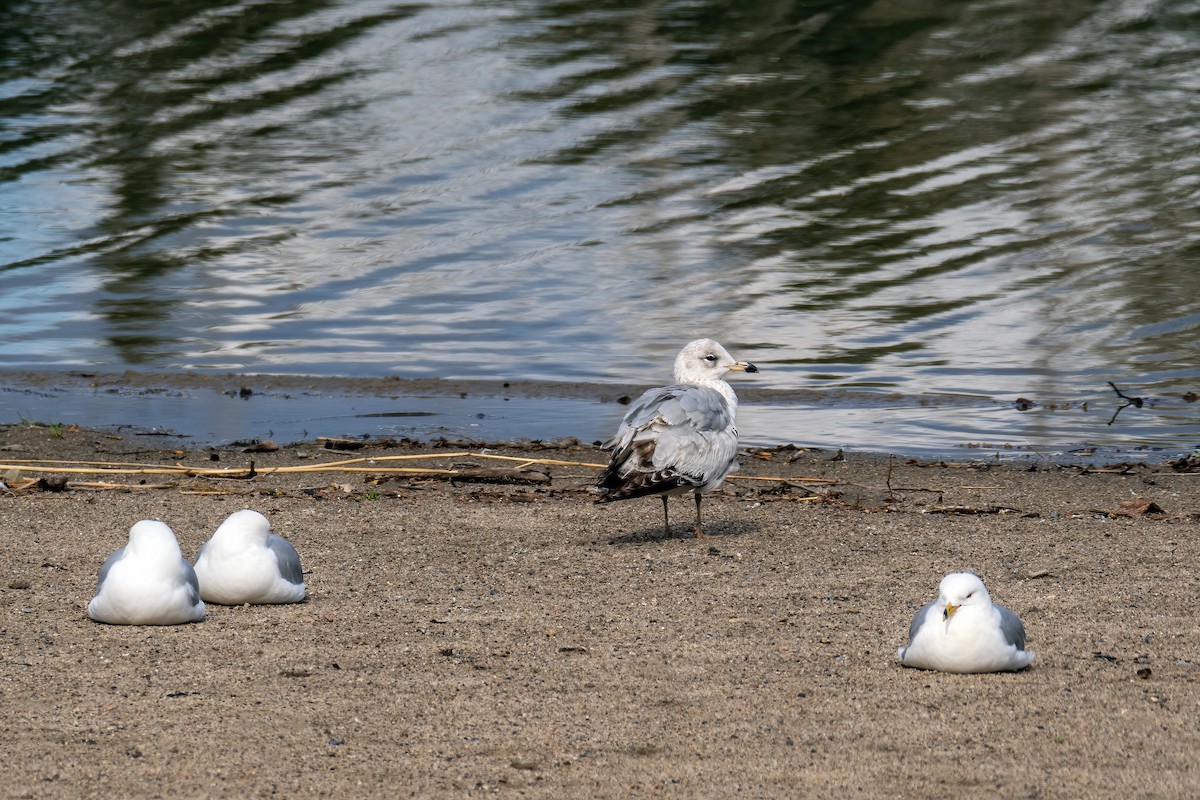 Herring Gull - Danielle  A