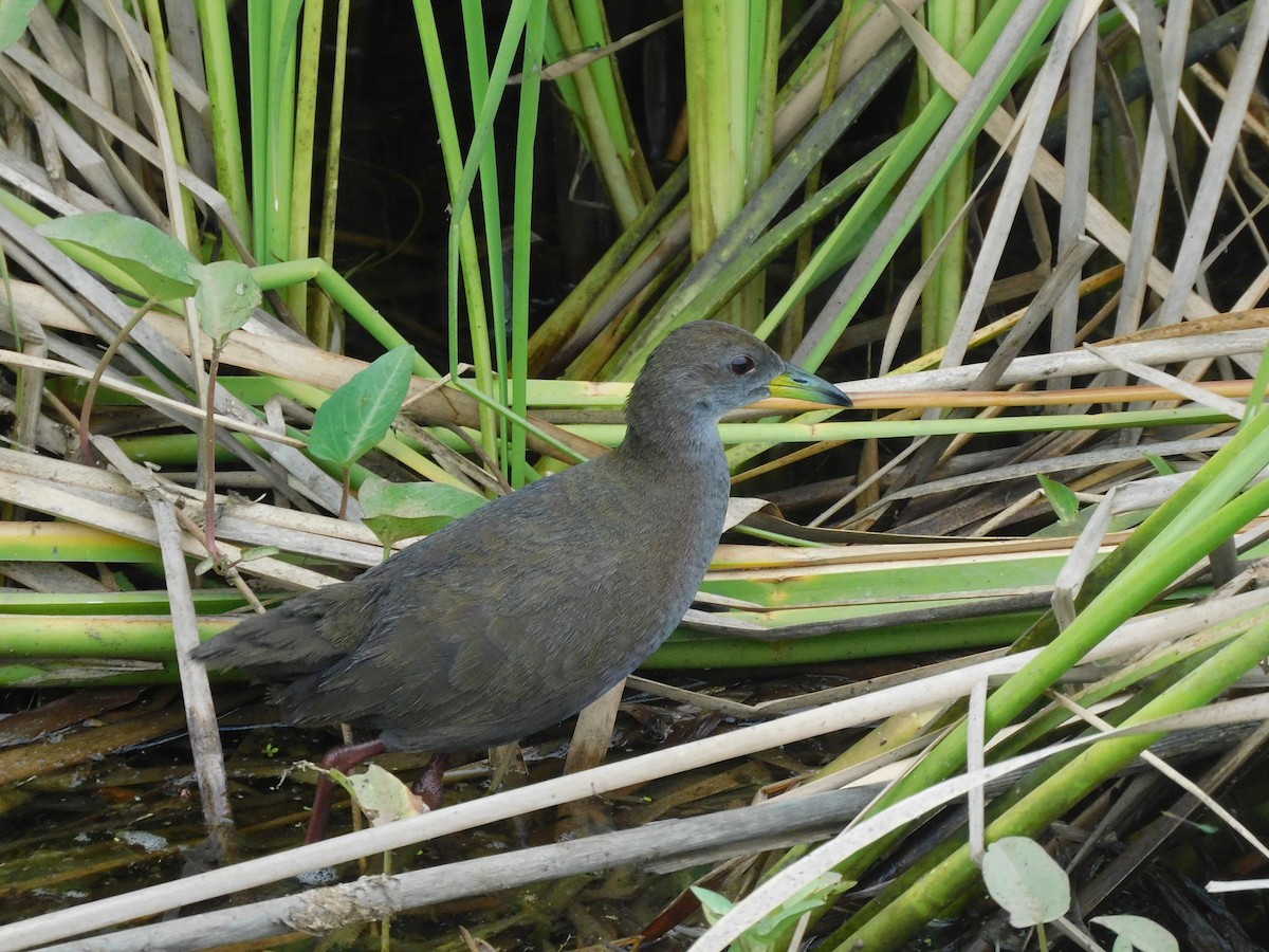 Brown Crake - ML618510163