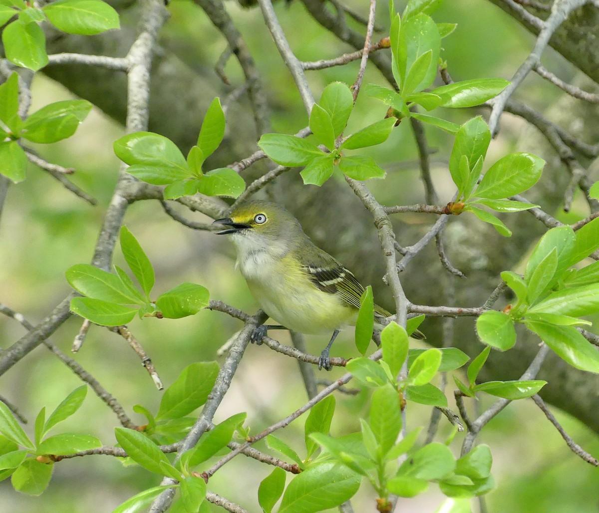 White-eyed Vireo - amy pickering