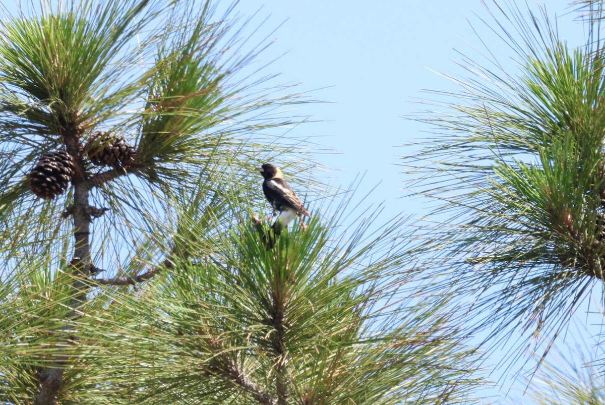 Bobolink - Anne Ruben