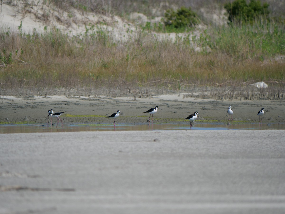 Black-necked Stilt - ML618510187