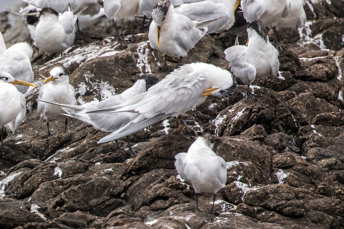 Sandwich Tern - ML618510201