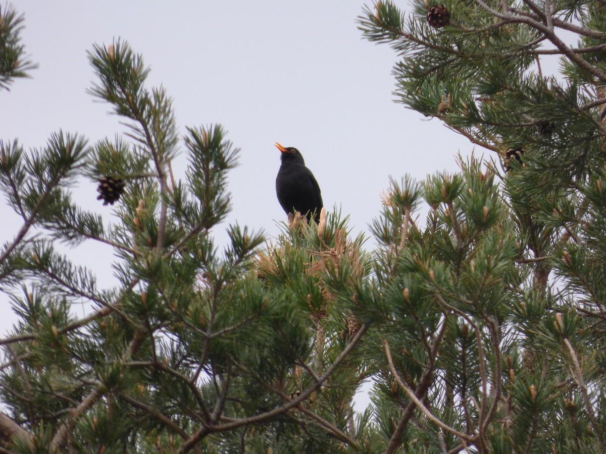 Eurasian Blackbird - ML618510242
