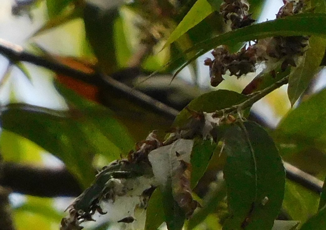 Blackburnian Warbler - ML618510245