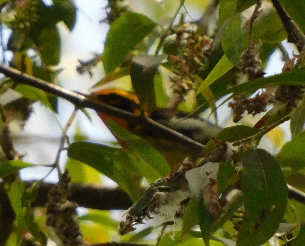 Blackburnian Warbler - ML618510246