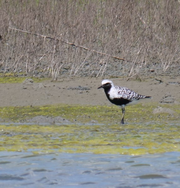 Black-bellied Plover - ML618510253