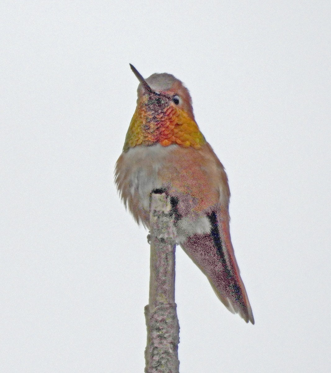 Rufous Hummingbird - Jock McCracken