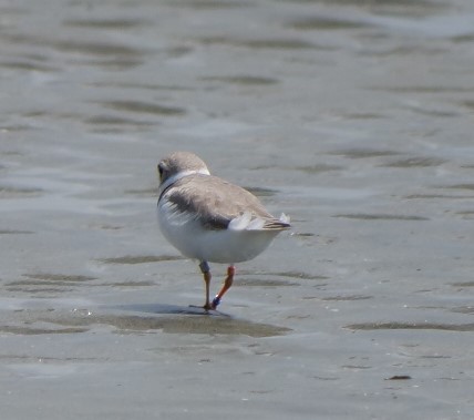 Piping Plover - Jennifer Jerome