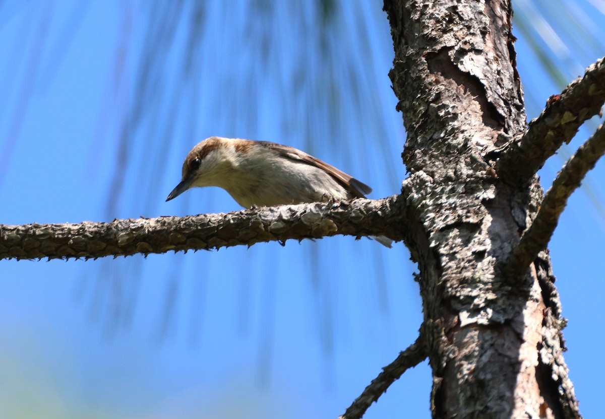 Brown-headed Nuthatch - Anne Ruben