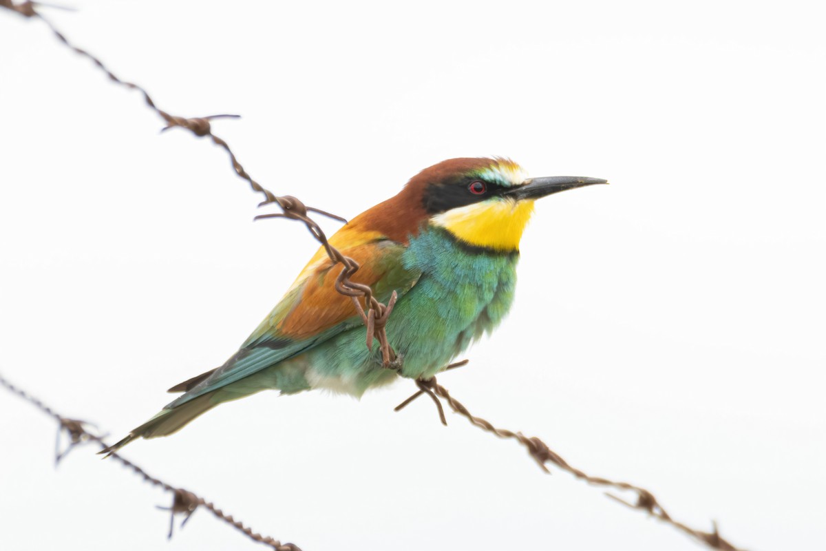 European Bee-eater - Alejandro Sanz