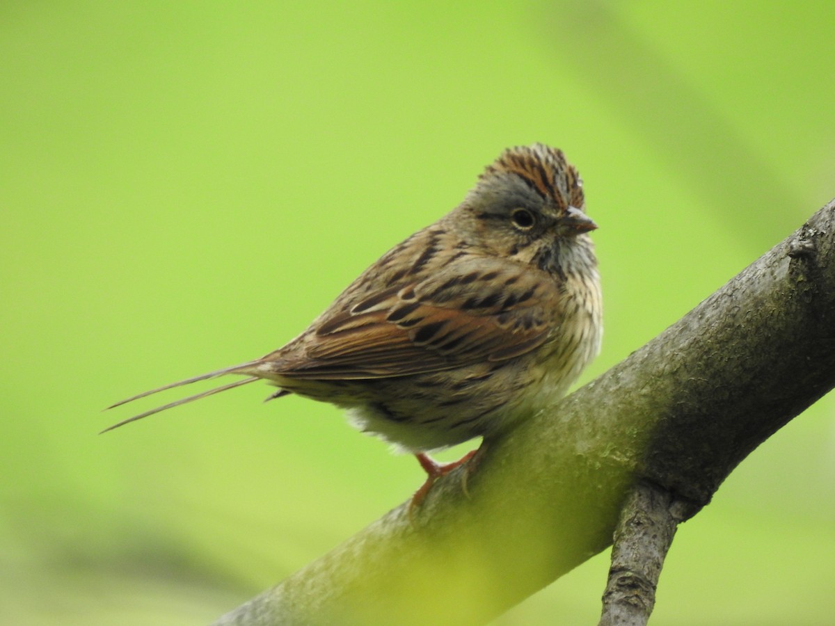 Lincoln's Sparrow - ML618510334