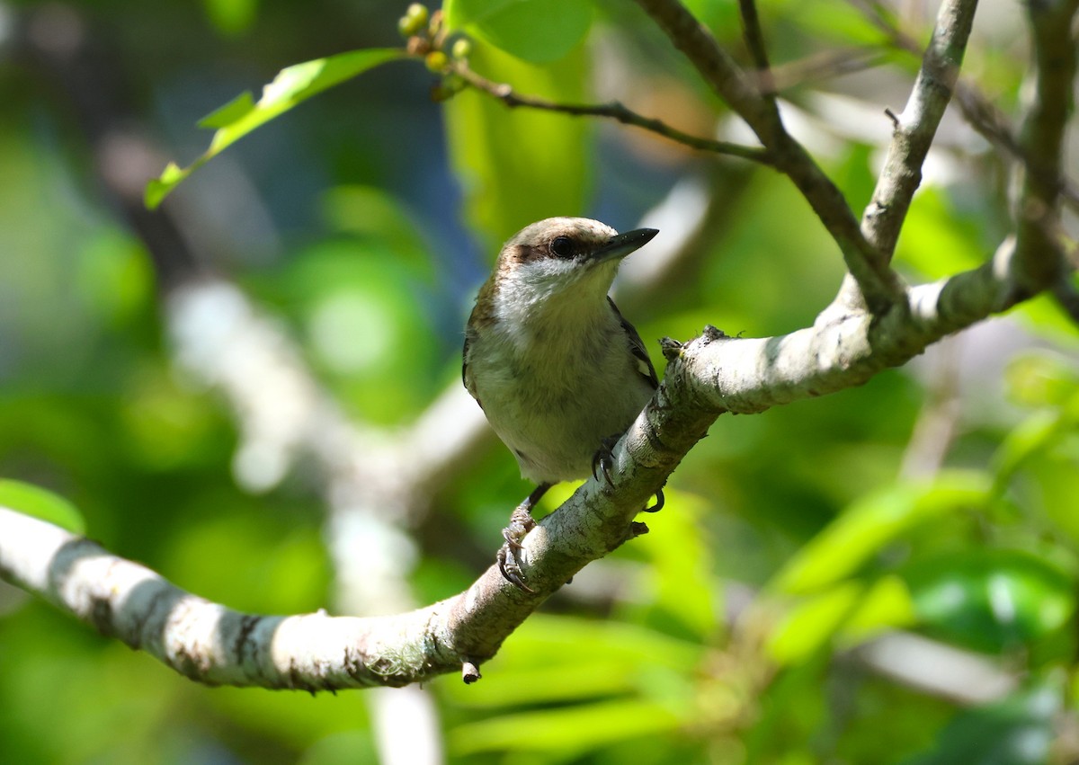 Brown-headed Nuthatch - Anne Ruben