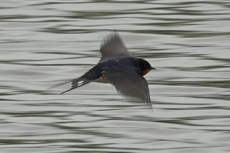 Barn Swallow - gretchen buxton