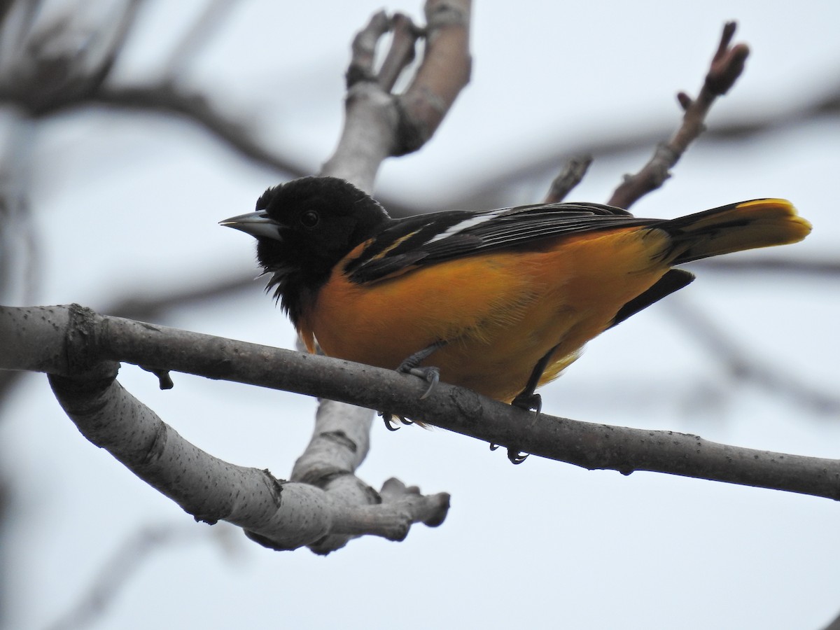 Baltimore Oriole - Dave HH