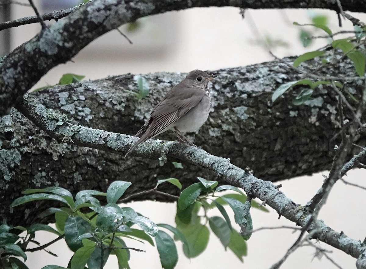 Gray-cheeked Thrush - Sheridan Coffey