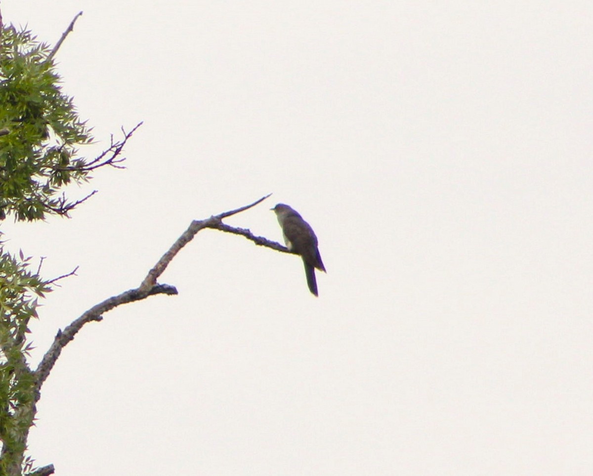 Common Cuckoo - Francisco José Navas Bravo