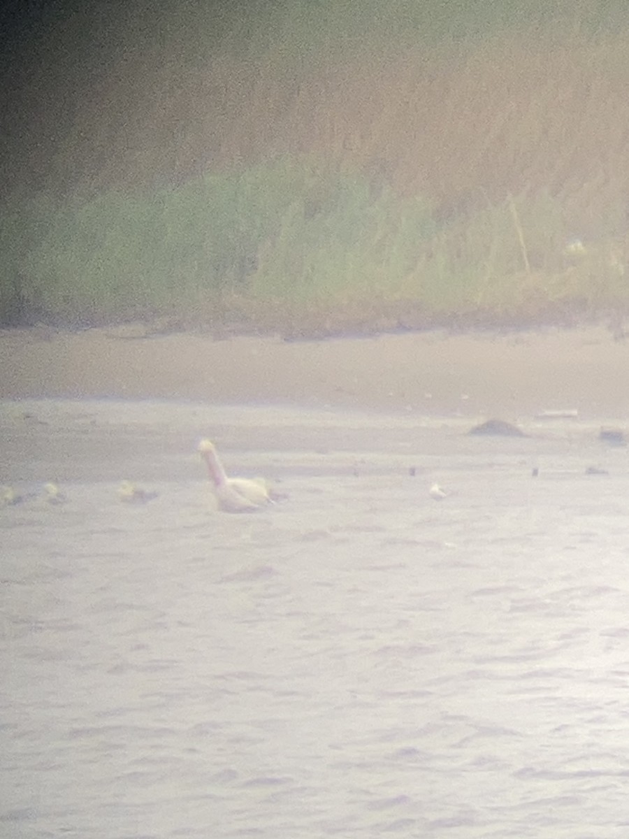 American White Pelican - ML618510441