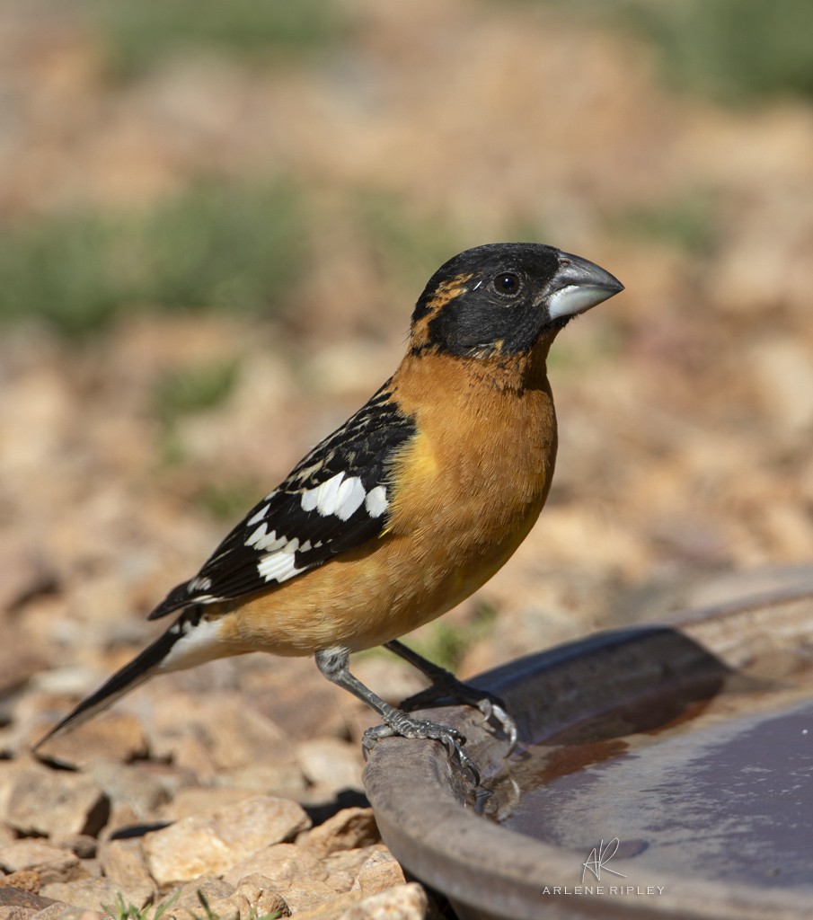 Black-headed Grosbeak - Arlene Ripley