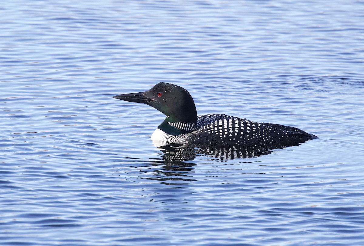 Common Loon - ML618510456