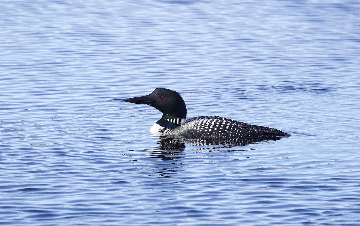 Common Loon - ML618510457