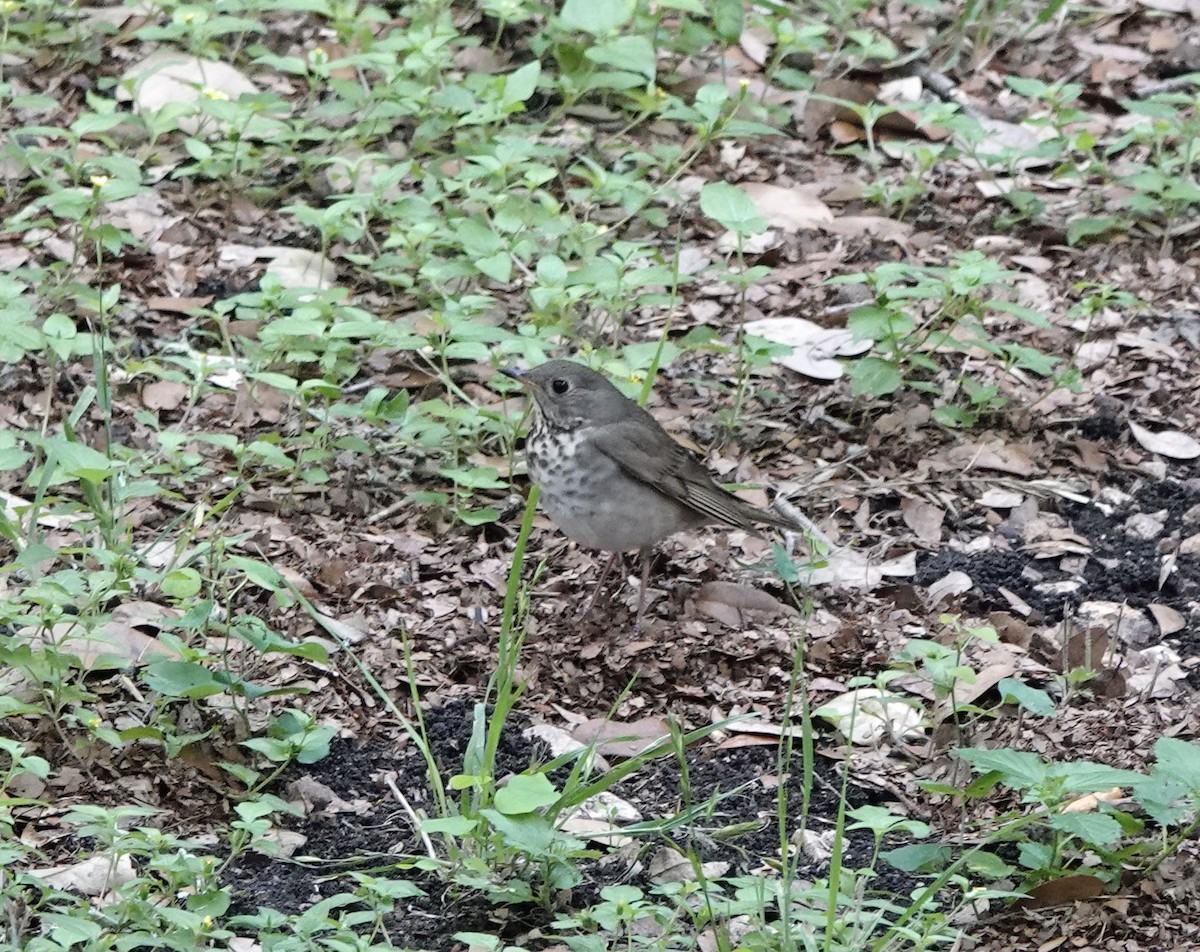 Gray-cheeked Thrush - Sheridan Coffey