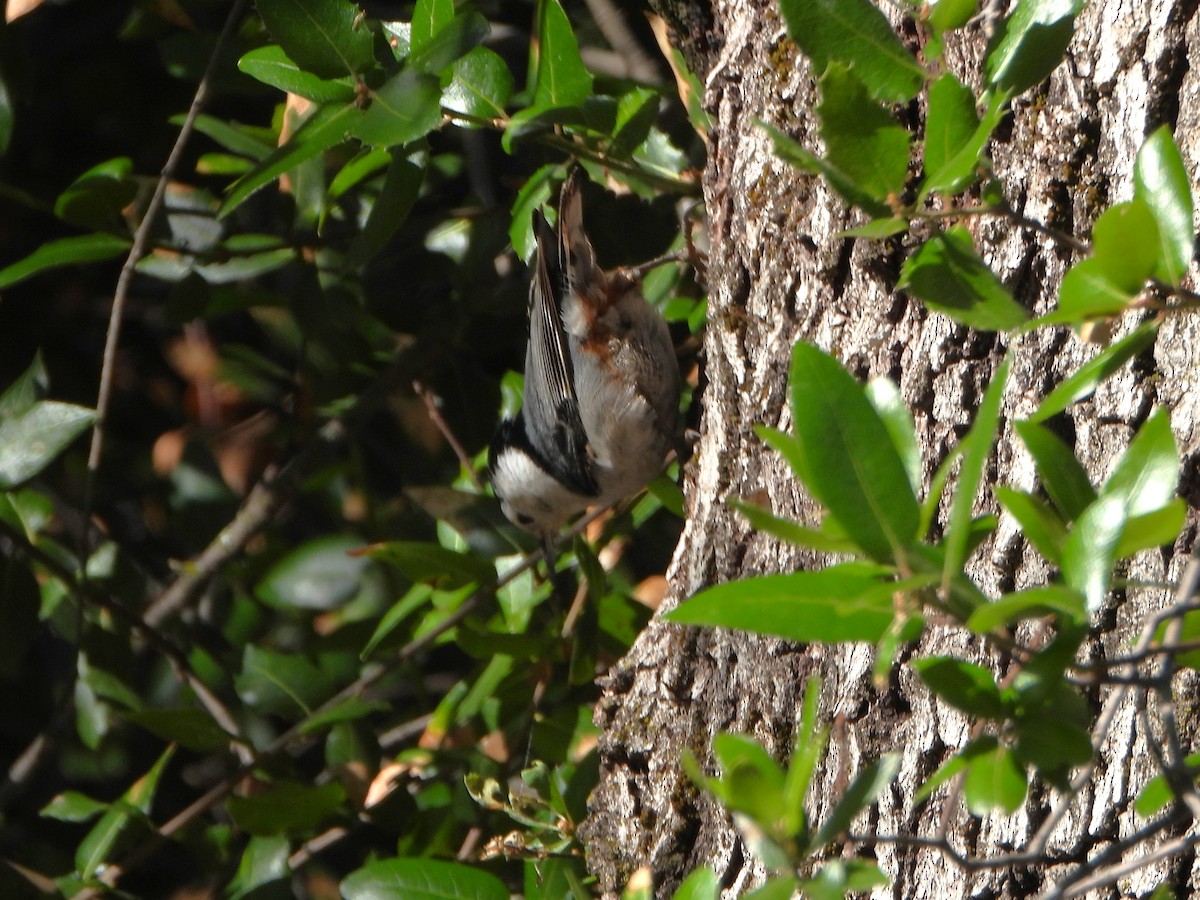 White-breasted Nuthatch - Lynne Craft