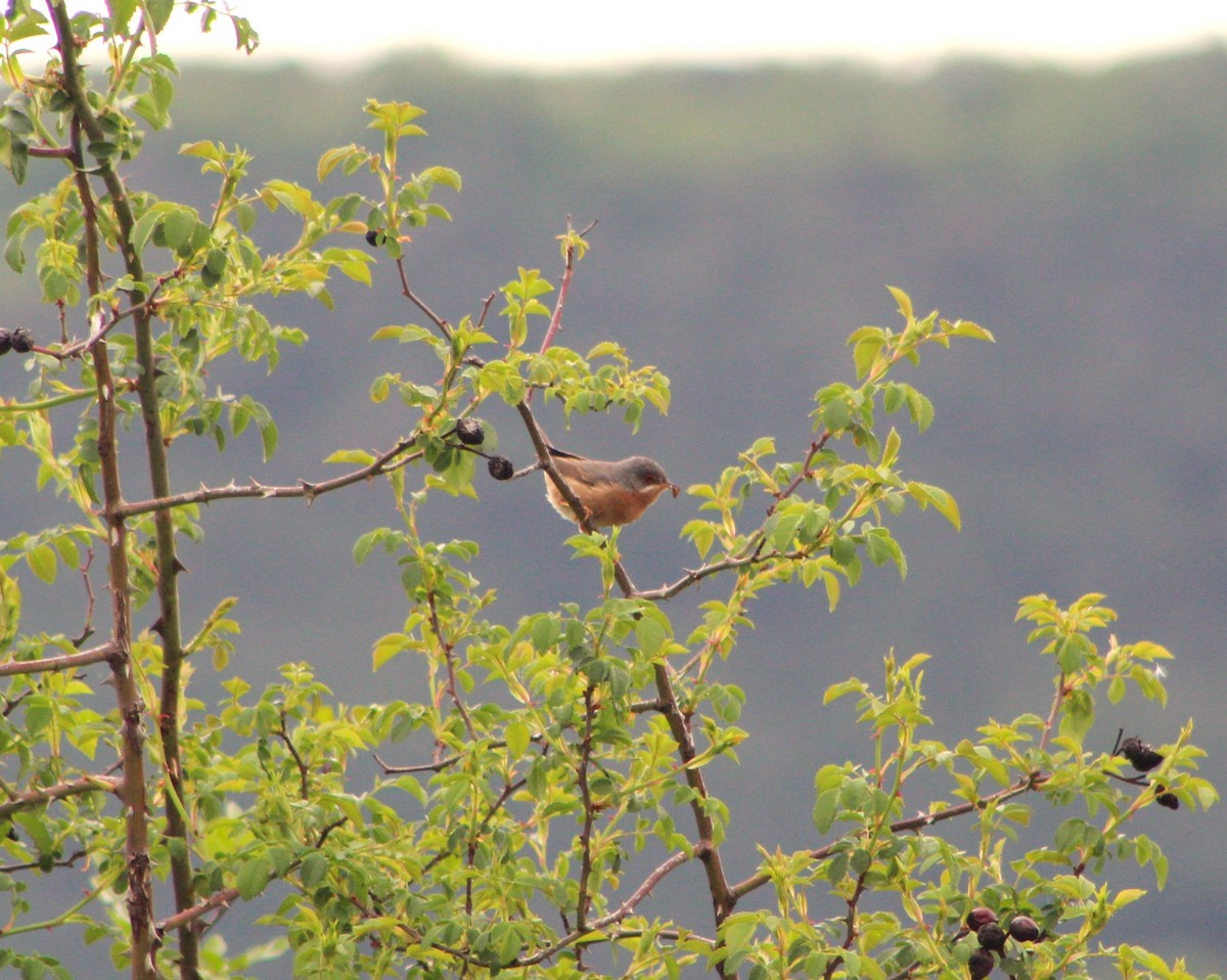 Western Subalpine Warbler - ML618510480