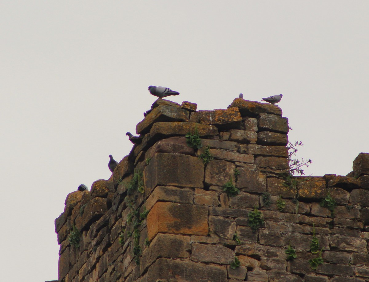 Rock Pigeon - Francisco José Navas Bravo