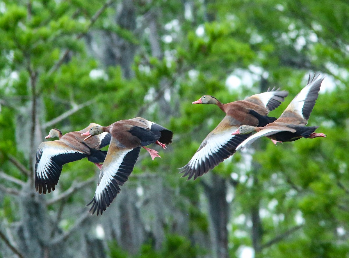 Black-bellied Whistling-Duck - ML618510578