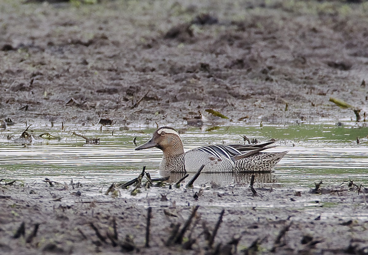 Garganey - ML618510583