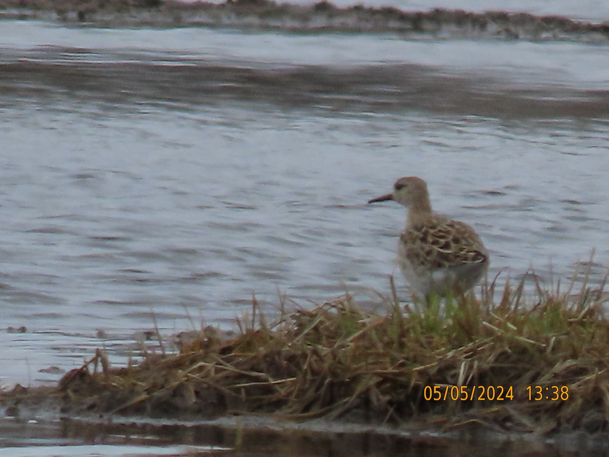 Ruff - Barry Southard