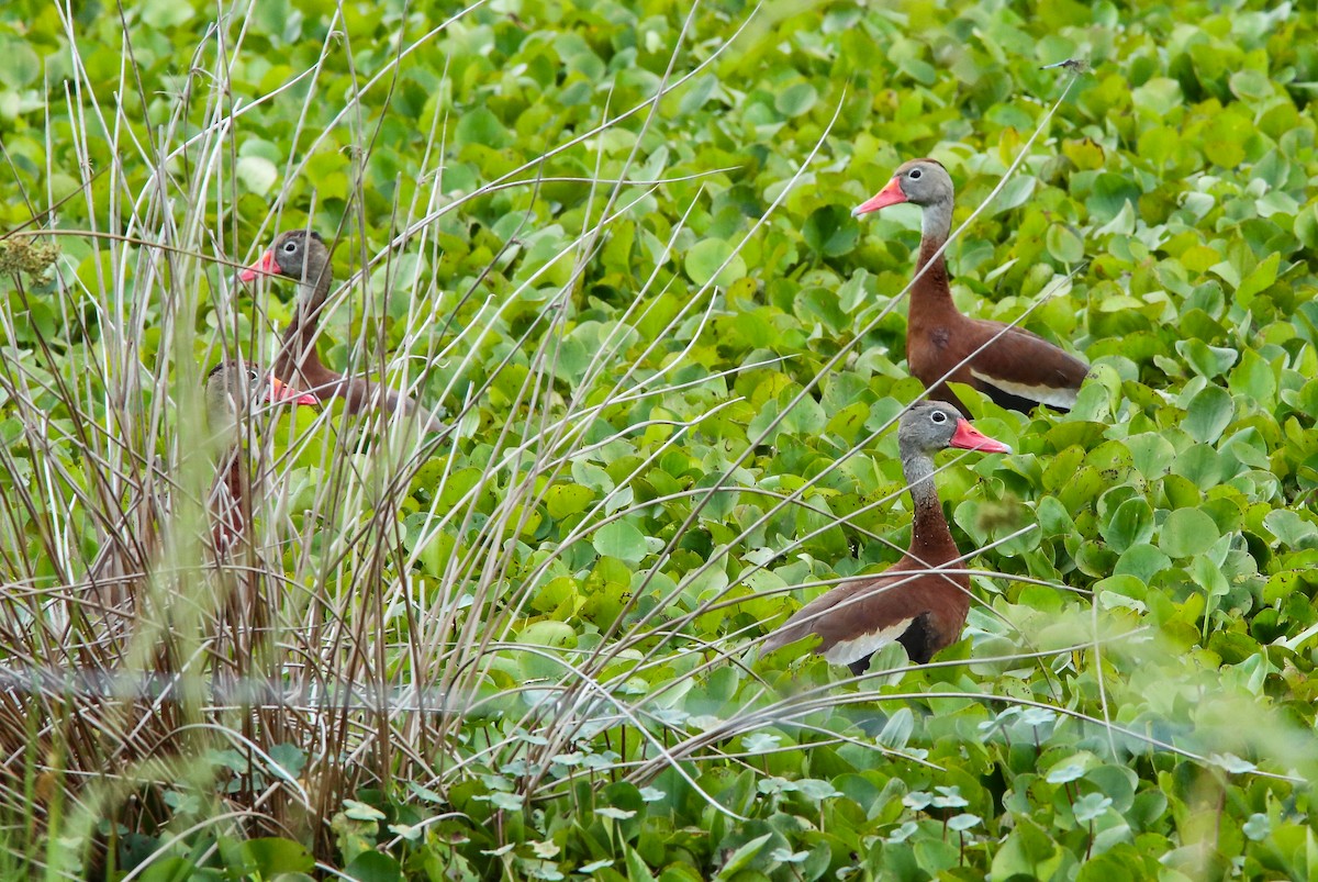 Black-bellied Whistling-Duck - Brad Bergstrom