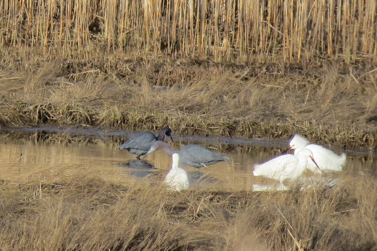 Little Blue Heron - ML618510609