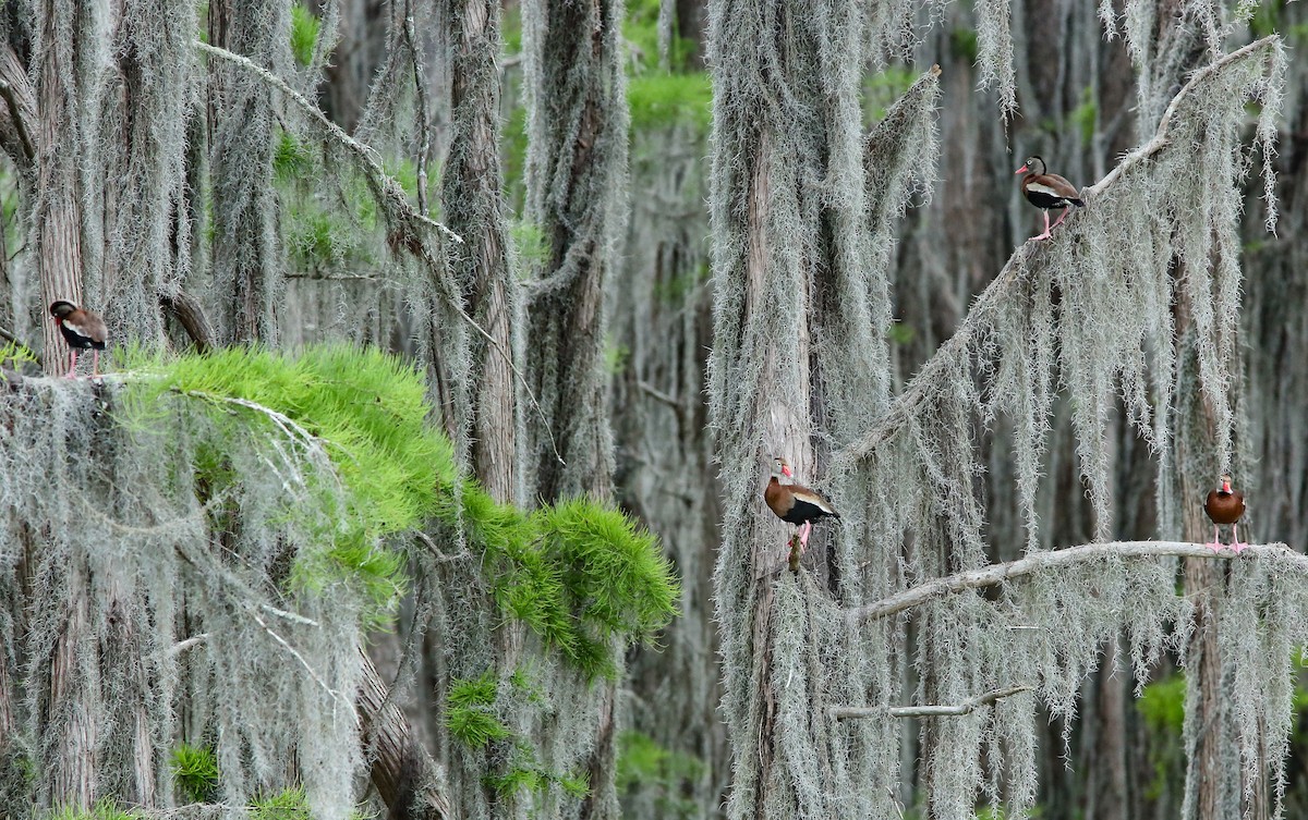 Black-bellied Whistling-Duck - ML618510616