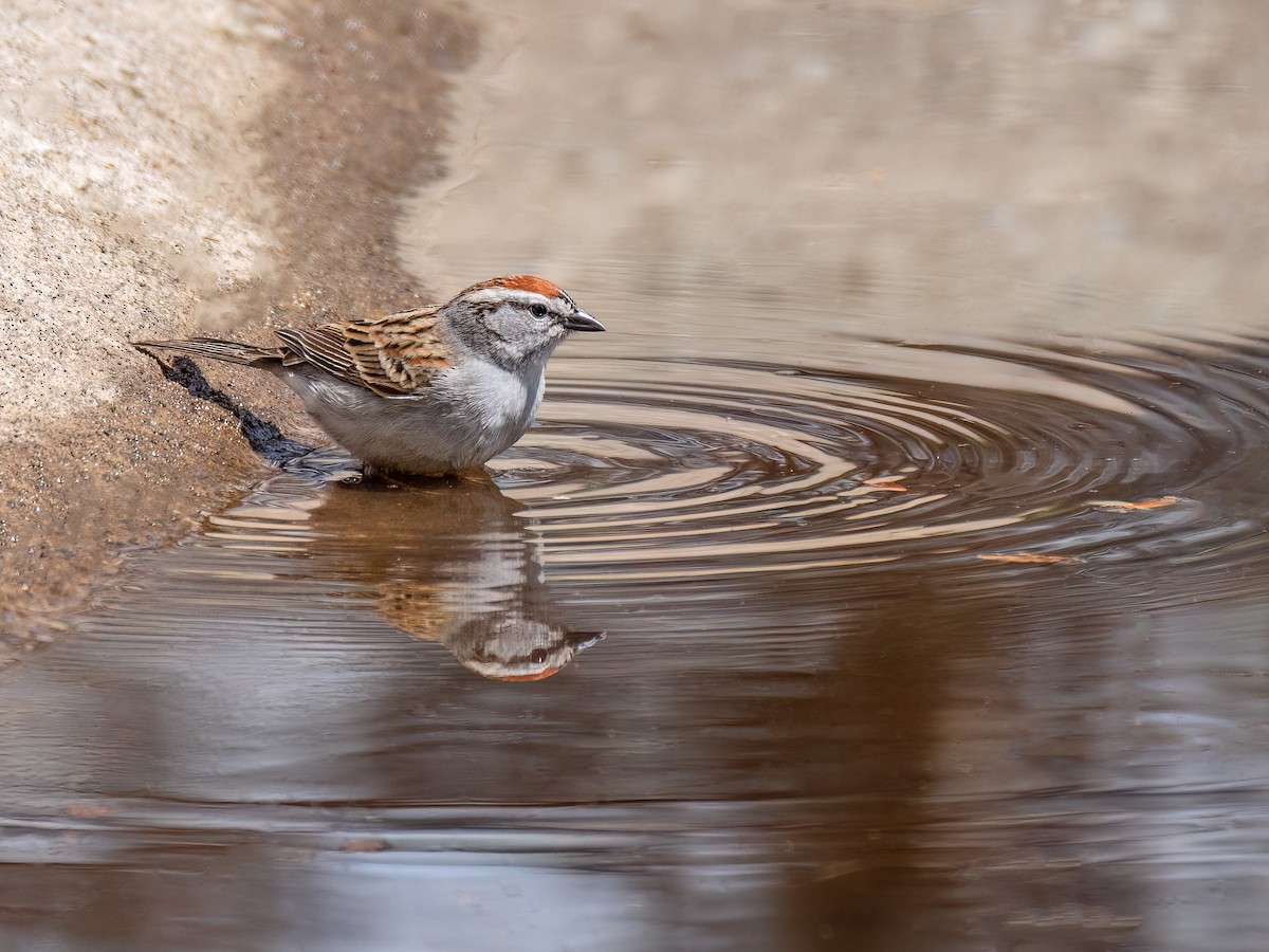 Chipping Sparrow - Danielle  A